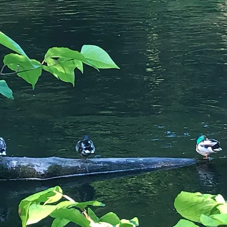 아파트 Gartenblick *