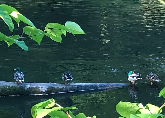 Apartmán Gartenblick *